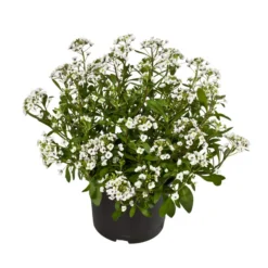 Duftsteinrich -Angebote Biohort Store 8809568 WE FS 001 LobulariaWeissDuftsteinrichT12DehnerExpressWunderlich