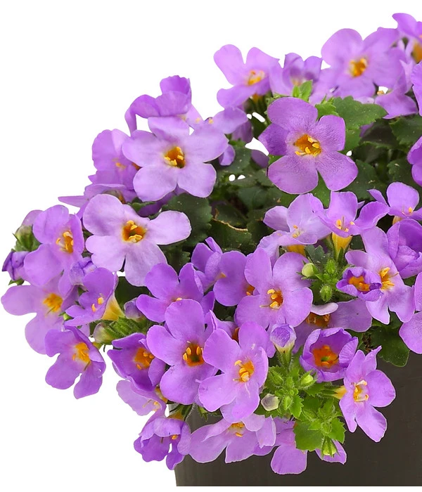 Schneeflockenblume, Blau 5 Schneeflockenblume, Blau – Bild 3