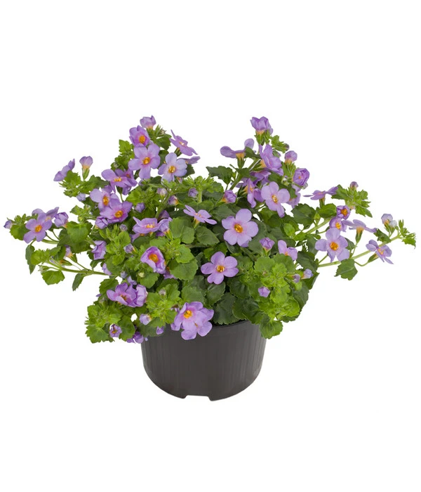 Schneeflockenblume, Blau 3 Schneeflockenblume, Blau