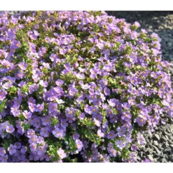 Schneeflockenblume, Blau 6 Schneeflockenblume, Blau -Angebote Biohort Store 8809576 WE MO 001 SuteraBlauGulliverBlueJPR2012StefanGloede