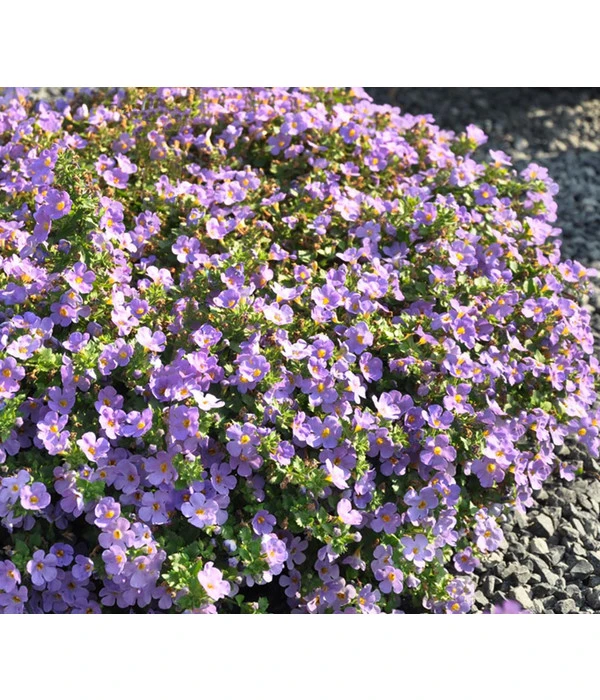 Schneeflockenblume, Blau 4 Schneeflockenblume, Blau – Bild 2