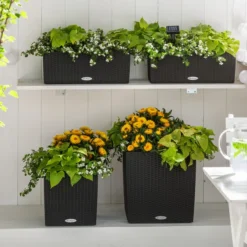 Strohblume, Verschiedene Farben -Angebote Biohort Store 8809592 8824500 WE MO 001 SuteraSchneefloeckchenWeiss GC07 2022 01