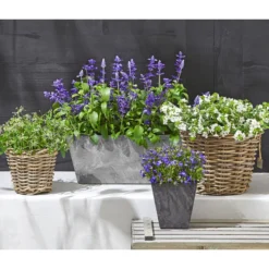 Männertreu 'Blue Eye' 11 Männertreu 'Blue Eye' -Angebote Biohort Store 8809592 WE MO 002 MaennertreuSutera