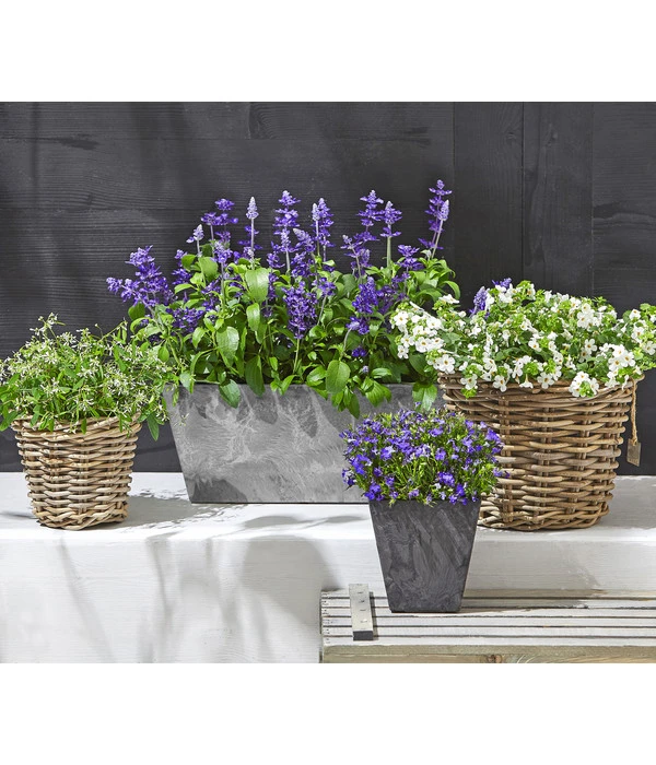 Männertreu 'Blue Eye' 5 Männertreu 'Blue Eye' – Bild 3