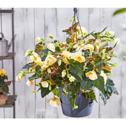 Hängebegonie 'Champagner', Ampel -Angebote Biohort Store 8809709 PR MO 003 HaengebegonieChampagner13PBL18UveSauer