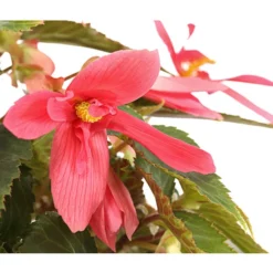 Hängebegonie, Verschiedene Sorten -Angebote Biohort Store 8809741 PR DE 001 HaengebegonieBoliviensisT12DehnerExpressHerzig