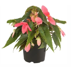 Hängebegonie, Verschiedene Sorten -Angebote Biohort Store 8809741 PR FS 001 HaengebegonieBoliviensisT12DehnerExpressHerzig