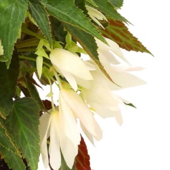 Hängebegonie, Verschiedene Sorten -Angebote Biohort Store 8809741 WE DE 002 HaengebegonieBoliviensisDehner