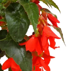 Hängebegonie, Verschiedene Sorten -Angebote Biohort Store 8809741 WE DE 003 HaengebegonieBoliviensisDehner