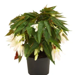 Hängebegonie, Verschiedene Sorten -Angebote Biohort Store 8809741 WE FS 002 HaengebegonieBoliviensisDehner