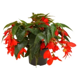 Hängebegonie, Verschiedene Sorten