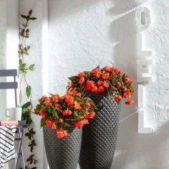 Hängebegonie, Verschiedene Sorten -Angebote Biohort Store 8809741 WE MO 001 BegoniaBoliviensis GC06 2022 02