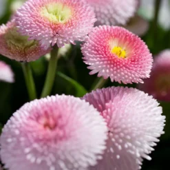 Gänseblümchen 'Erdbeersahne', Gefüllt -Angebote Biohort Store 8809857 PR DE 003 BellisRosaErdbeersahneGaensebluemchenSonderfarben 2