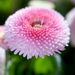 Beet- & Balkonpflanzen-Set Frühlingsfreude, 6-teilig -Angebote Biohort Store 8809857 WE DE 005 BellisRosaErdbeersahneGaensebluemchenSonderfarben