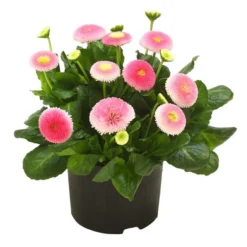 Beet- & Balkonpflanzen-Set Frühlingsfreude, 6-teilig -Angebote Biohort Store 8809857 WE FS 001 BellisSonderfarbenGaensebluemchenSofaErdbeersahne 1