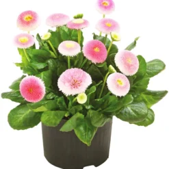 Beet- & Balkonpflanzen-Set Rosa Frühling, 6-teilig -Angebote Biohort Store 8809857 WE FS 001 GaensebluemchenBellisRosa