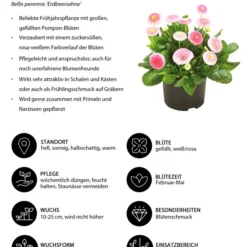 Gänseblümchen 'Erdbeersahne', Gefüllt -Angebote Biohort Store 8809857 WE IG 001 Gaensebluemchen