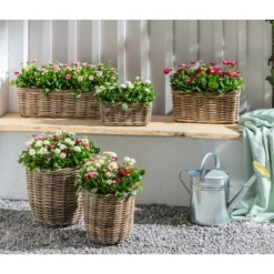 Gänseblümchen, Gefüllt -Angebote Biohort Store 8809857 WE MO 001 BellisErdbeersahneGaensebluemchengefuellt