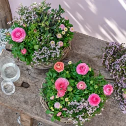 Gänseblümchen 'Erdbeersahne', Gefüllt -Angebote Biohort Store 8809857 WE MO 001 FrueheFarbefuersZuhauseRosa 1