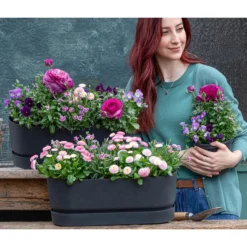 Ranunkel, Verschiedene Farben -Angebote Biohort Store 8809857 WE MO 001 FruehlingRosa