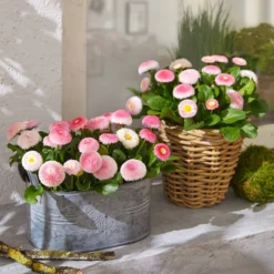 Gänseblümchen 'Erdbeersahne', Gefüllt -Angebote Biohort Store 8809857 WE MO 004 BellisErdbeersahneT11