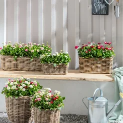 Gänseblümchen 'Erdbeersahne', Gefüllt -Angebote Biohort Store 8809857 WE MO 011 BellisErdbeersahneGaensebluemchenGefuelltTrioGC04