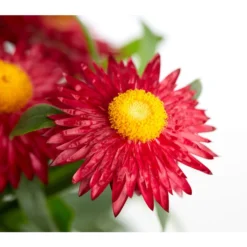 Strohblume, Verschiedene Farben -Angebote Biohort Store 8809881 PR DE 001 BracteanthaHelichrysumCultivarsStrohblumeDehnerExpressZS