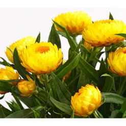 Strohblume, Verschiedene Farben -Angebote Biohort Store 8809881 PR DE 001 StrohblumeHelichrysumCultivarsT12MixDehnerExpressHerzig