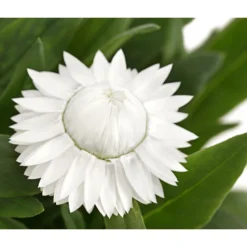 Strohblume, Verschiedene Farben -Angebote Biohort Store 8809881 PR DE 003 BracteanthaT12StrohblumeDehnerExpressHerzig