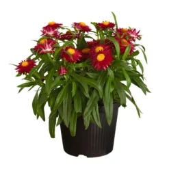 Strohblume, Verschiedene Farben -Angebote Biohort Store 8809881 PR FS 001 BracteanthaHelichrysumCultivarsStrohblumeDehnerExpressZS