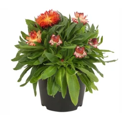 Strohblume, Verschiedene Farben -Angebote Biohort Store 8809881 PR FS 001 BracteanthaT12StrohblumeDehnerExpressHerzig