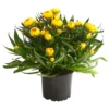Strohblume, Verschiedene Farben -Angebote Biohort Store 8809881 PR FS 001 StrohblumeHelichrysumCultivarsT12MixDehnerExpressHerzig