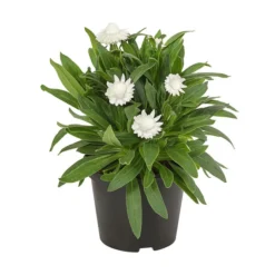 Strohblume, Verschiedene Farben -Angebote Biohort Store 8809881 PR FS 003 BracteanthaT12StrohblumeDehnerExpressHerzig