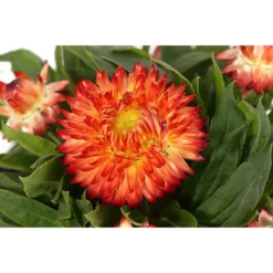 Strohblume, Verschiedene Farben -Angebote Biohort Store 8809881 WE DE 001 BracteanthaT12Strohblume