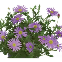 Blaues Gänseblümchen -Angebote Biohort Store 8809931 BildFS 001 BlauesGaensebluemchenBrachyscomeMultifBlau