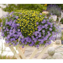 Blaues Gänseblümchen -Angebote Biohort Store 8809931 BildM 001 BrachyscomeBlauSanvitaliaProcumbensGelbKastenRenner