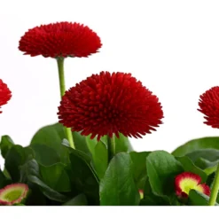 Gänseblümchen, Gefüllt -Angebote Biohort Store 8810079 PR DE 002 BellisGefuelltT11DehnerExpressHerzig