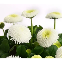 Gänseblümchen, Gefüllt -Angebote Biohort Store 8810079 PR DE 003 BellisGefuelltT11DehnerExpressHerzig