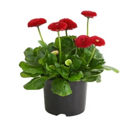 Gänseblümchen, Gefüllt -Angebote Biohort Store 8810079 PR FS 002 BellisGefuelltT11DehnerExpressHerzig