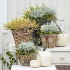 Rattan-Topf, Rund, Grau-braun -Angebote Biohort Store 8810202 WE MO 001 GoldenAngie GoldenerHerbst 1