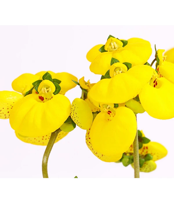 Pantoffelblume 'Calynopsis', Verschiedene Farben 7 Pantoffelblume 'Calynopsis', Verschiedene Farben – Bild 5