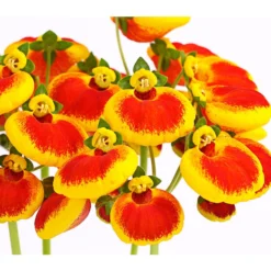 Pantoffelblume 'Calynopsis', Verschiedene Farben 15 Pantoffelblume 'Calynopsis', Verschiedene Farben -Angebote Biohort Store 8810285 PR DE 002 CalceolariaCalynopsisPremiumPantoffelblumeT12DehnerHerzig