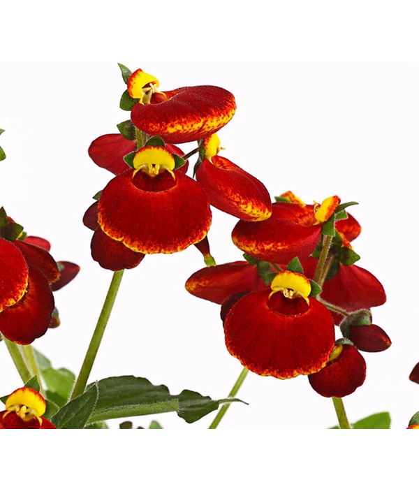 Pantoffelblume 'Calynopsis', Verschiedene Farben 8 Pantoffelblume 'Calynopsis', Verschiedene Farben – Bild 6