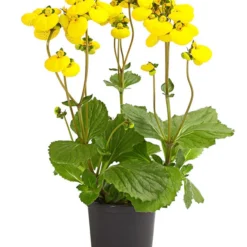 Pantoffelblume 'Calynopsis', Verschiedene Farben