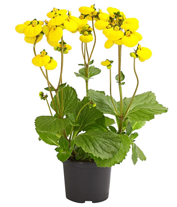 Pantoffelblume 'Calynopsis', Verschiedene Farben 3 Pantoffelblume 'Calynopsis', Verschiedene Farben