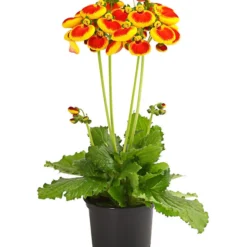 Pantoffelblume 'Calynopsis', Verschiedene Farben 11 Pantoffelblume 'Calynopsis', Verschiedene Farben -Angebote Biohort Store 8810285 PR FS 002 CalceolariaCalynopsisPremiumPantoffelblumeT12DehnerHerzig