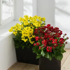 Pantoffelblume 'Calynopsis', Verschiedene Farben 12 Pantoffelblume 'Calynopsis', Verschiedene Farben -Angebote Biohort Store 8810285 WE MO 001 CalceolariaCalynopsisPantoffelblume content 2022