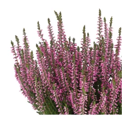 Knospenheide 'Hilda®' -Angebote Biohort Store 8810319 PR DE 002 CallunaHildaKnospenblueherT10DehnerExpressHerzig