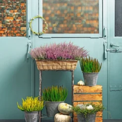 Angebote Biohort Store -Angebote Biohort Store 8810319 PR MO 001 8810368CallunaSkylineT11