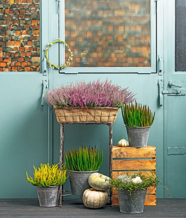 Knospenheide 'Skyline®' 4 Knospenheide 'Skyline®' – Bild 2